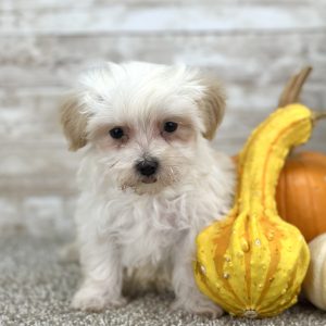 Maltipoo Cream Puppy for sale - PTMP0215