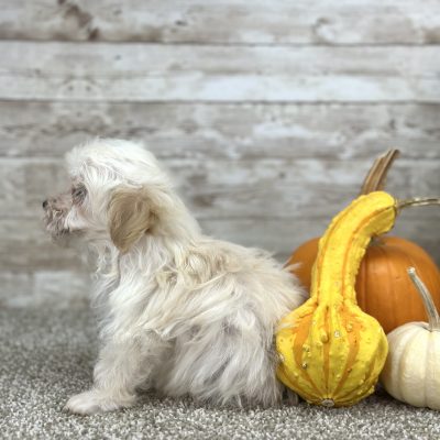 Maltipoo Cream Puppy for sale - PTMP0215