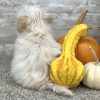 Maltipoo Cream Puppy for sale - PTMP0215