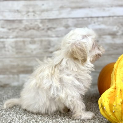 Maltipoo Cream Puppy for sale - PTMP0215