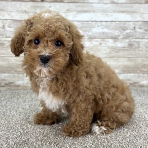 Boy Quenby - Poodle
