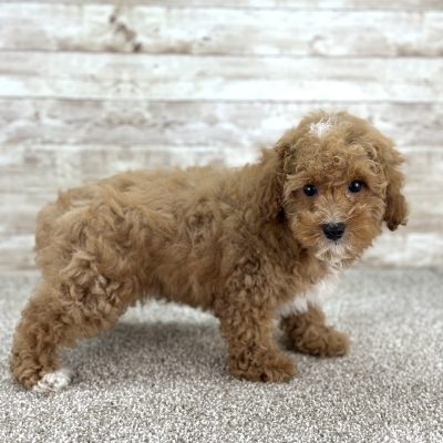 Poodle Red Puppy for sale - AYPE8474