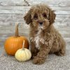 Poodle Red Puppy for sale - AYPE8473