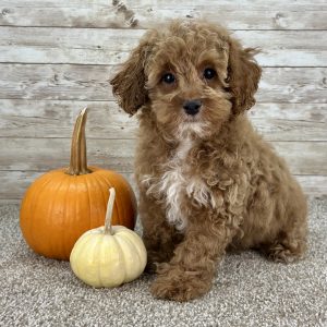 Poodle Red Puppy for sale - AYPE8473