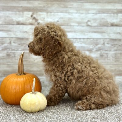Poodle Red Puppy for sale - AYPE8473