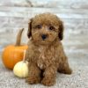 Poodle Red Puppy for sale - AYPE8472
