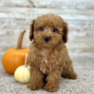 Poodle Red Puppy for sale - AYPE8472