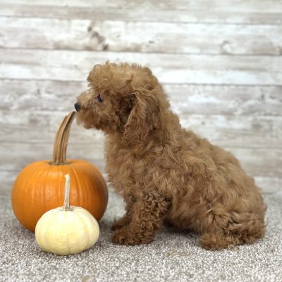 Poodle Red Puppy for sale - AYPE8472