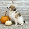 Pomeranian Sable White Puppy for sale - AYPN8549