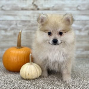 Boundless Horizon Puppies POMPOM