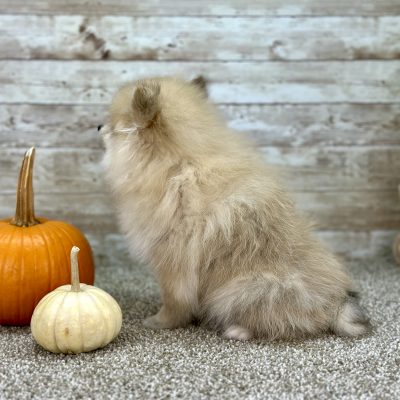 Boundless Horizon Puppies POMPOM sitting