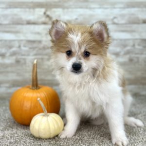 Boy Rocky - Pomeranian