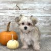 Boundless Horizon Puppies Morkie Boy Ernie AYMY8539