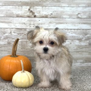 Boy Ernie - Morkie