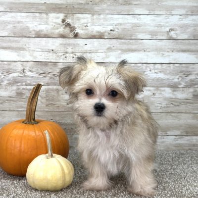 Boundless Horizon Puppies Morkie Boy Ernie AYMY8539