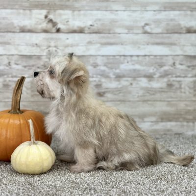 Boundless Horizon Puppies Morkie Boy Ernie