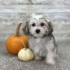 Boundless Horizon Puppies Girl Morkie pretty AYMY8368