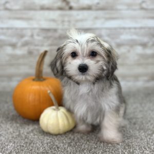 Girl Ellie - Morkie