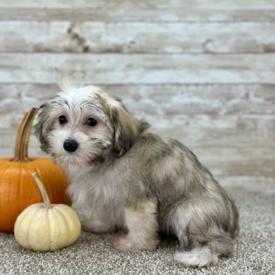Boundless Horizon Puppies Girl Morkie sitting pretty AYMY8368