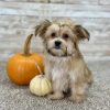 Boundless Horizon Puppies Girl Morkie pretty AYMY8370