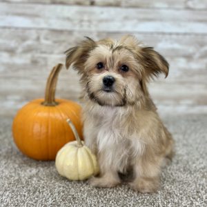 Boundless Horizon Puppies Girl Morkie pretty AYMY8370