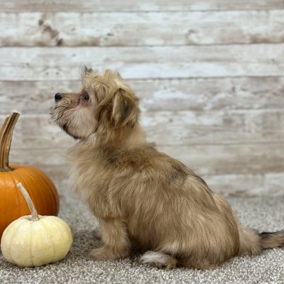 Boundless Horizon Puppies Girl Morkie AYMY8370