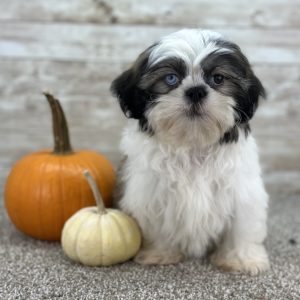 Boy Lance - Shih-Tzu