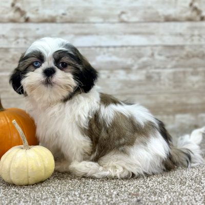 Shih Tzu Brown and White Puppy for sale - AYST8484