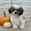 Boundless Horizon Puppies Female Shih Tzu Puppy for sale