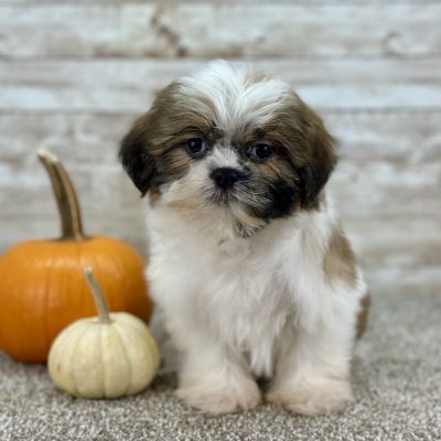 Boundless Horizon Puppies Female Shih Tzu Puppy for sale