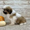 Boundless Horizon Puppies Female Shih Tzu Puppy for sale waiting to go home