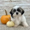 Boy Luca - Shih-Tzu Boundless Horizon Puppies Female Shih Tzu Puppy for sale