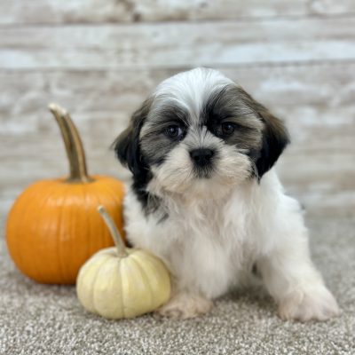 Boy Luca - Shih-Tzu Boundless Horizon Puppies Female Shih Tzu Puppy for sale