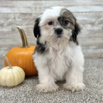 Girl Lucy - Shih-Tzu Boundless Horizon Puppies Female Shih Tzu Puppy for sale