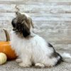 Girl Lucy - Shih-Tzu Boundless Horizon Puppies Female Shih Tzu Puppy for sale side profile