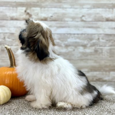 Girl Lucy - Shih-Tzu Boundless Horizon Puppies Female Shih Tzu Puppy for sale side profile