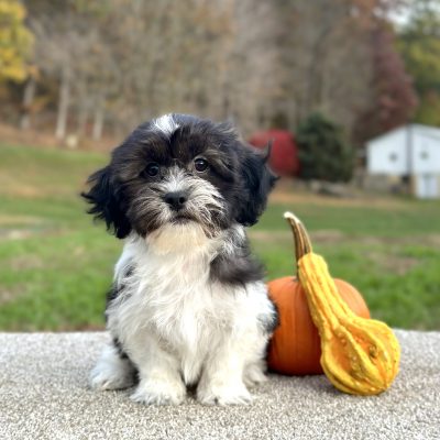 Teddy Bear Black & White Puppy for sale - JTTB921923