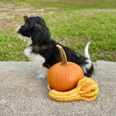 Teddy Bear Black & White Puppy for sale - JTTB921924