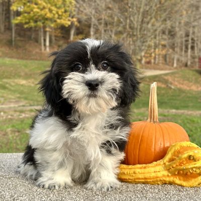 Teddy Bear Black & White Puppy for sale - JTTB921811