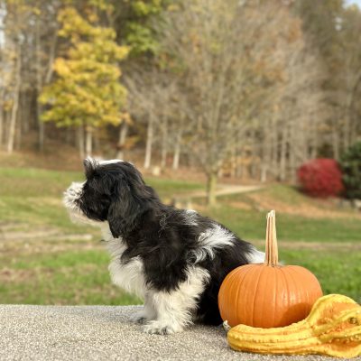 Teddy Bear Black & White Puppy for sale - JTTB921813