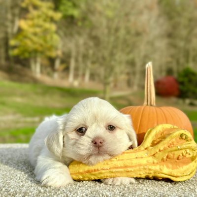 Teddy Bear Cream Tri Puppy for sale - JTTB9229