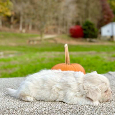 Teddy Bear Cream Tri Puppy for sale - JTTB9229