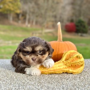 Girl Ivy - Teddy Bear