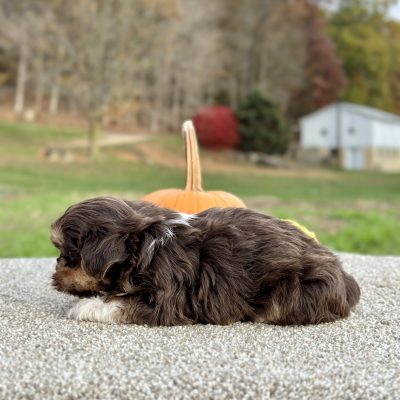 Teddy Bear Tri Puppy for sale - JTTB9230