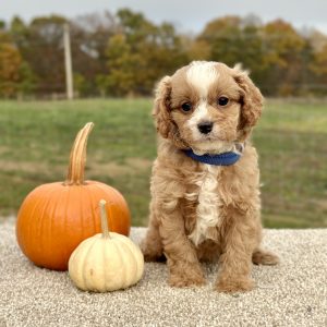 Cavapoo Red and White Puppy for sale - AYCP4967