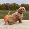 Cavapoo Red and White Puppy for sale - AYCP4967