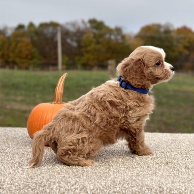 Cavapoo Red and White Puppy for sale - AYCP4967