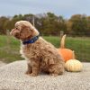 Cavapoo Red and White Puppy for sale - AYCP4967