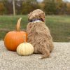 Cavapoo Red and White Puppy for sale - AYCP4967