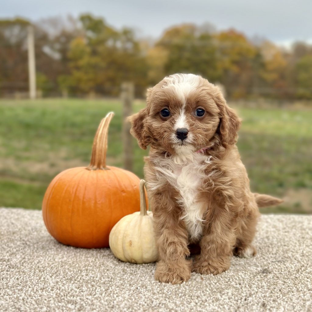 Girl Chase – Cavapoo